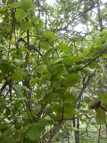 Eugenia reinwardtiana observed 2008-10-03