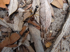 Dinomyrmex gigas borneensis