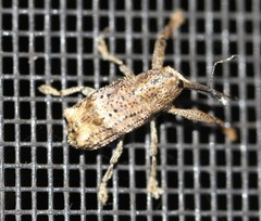 Orthorhinus