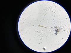 Calothrix