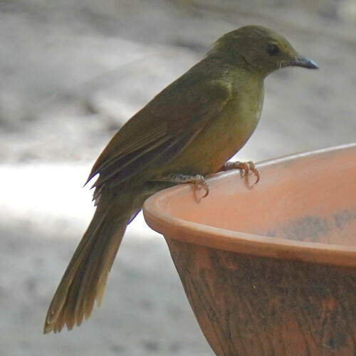 Little Greenbul (Eurillas virens), photo 2