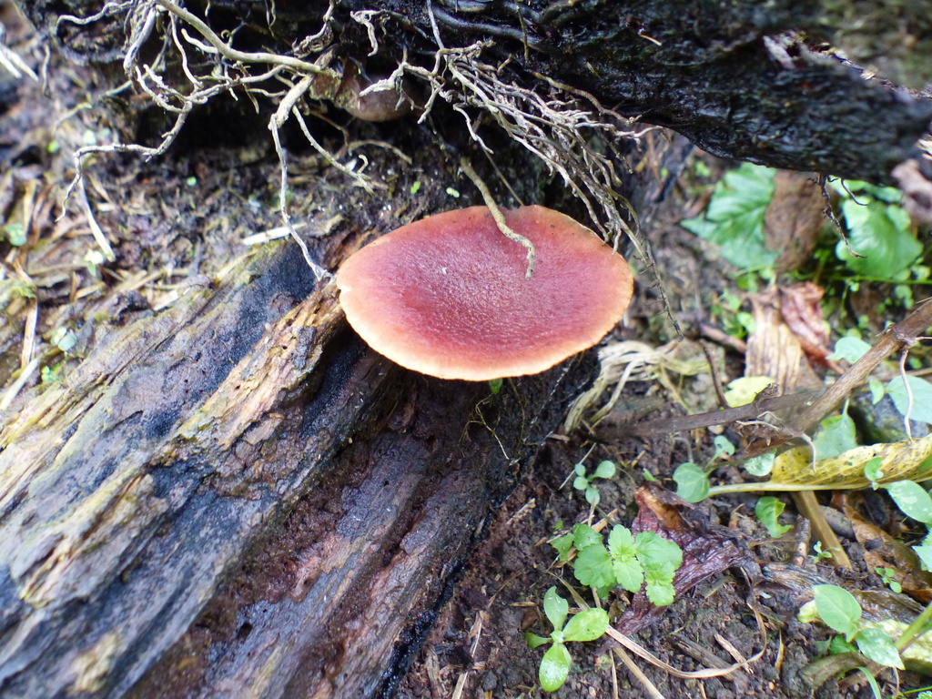 Gymnopilus purpuratus · March 2023 · photo: © biotariel (iNaturalist, cc-by)