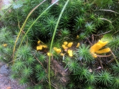 Clavulinopsis helvola