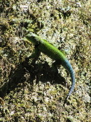 Sceloporus taeniocnemis
