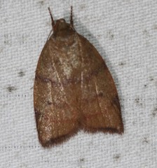 Pycnozancla