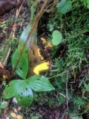 Clavulinopsis helvola