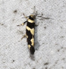 Macrobathra sarcoleuca