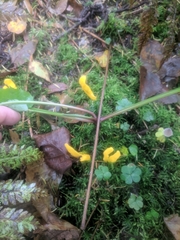 Clavulinopsis helvola