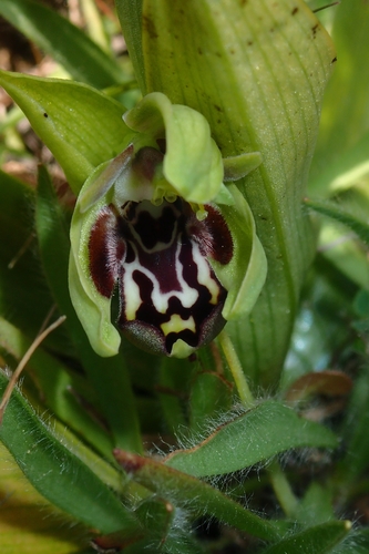 Image of Ophrys kotschyi by (c) Julien Renoult, some rights reserved (CC BY)