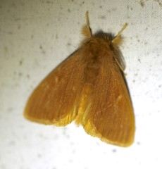Euproctis crocea