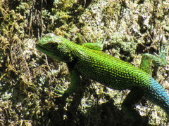 Sceloporus taeniocnemis