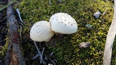 Amanita pubescens