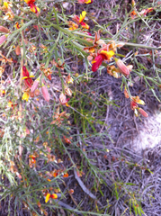 Jacksonia furcellata