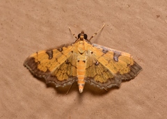 Ategumia ebulealis