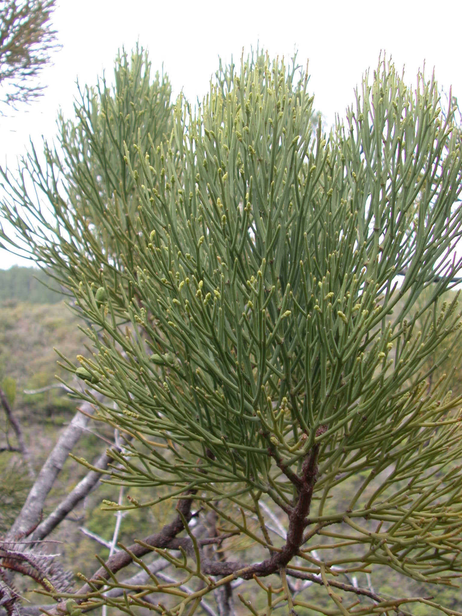 Exocarpos gaudichaudii