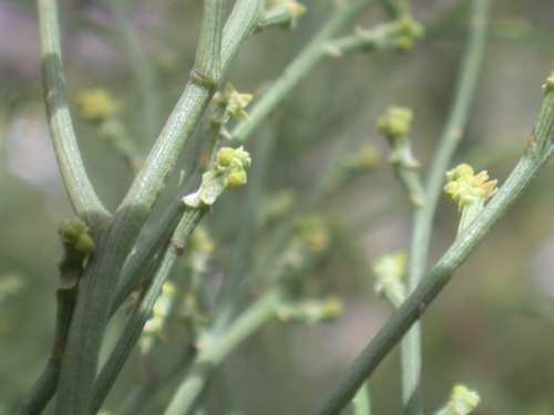 Exocarpos gaudichaudii
