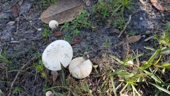 Amanita pubescens