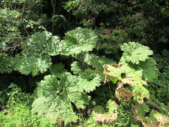Gunnera mexicana