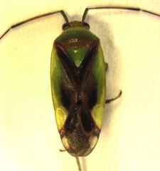 Tuicoris lipurus
