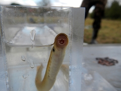 American Brook Lamprey photo 3