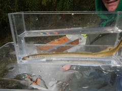 American Brook Lamprey photo 2