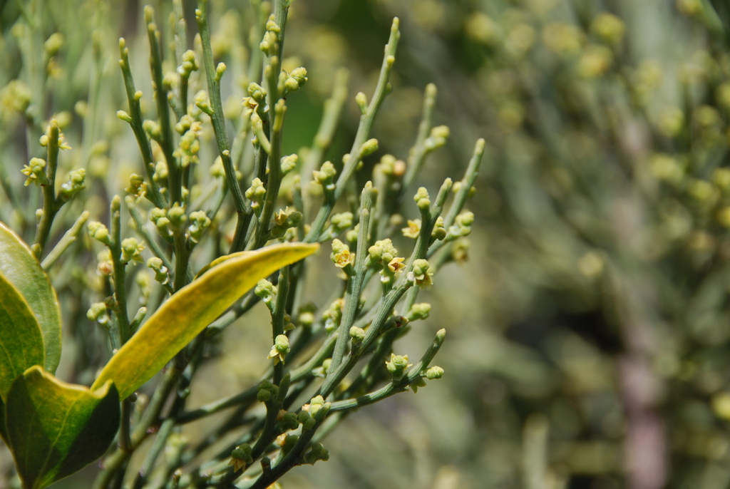 Exocarpos luteolus
