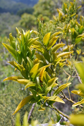 Exocarpos luteolus