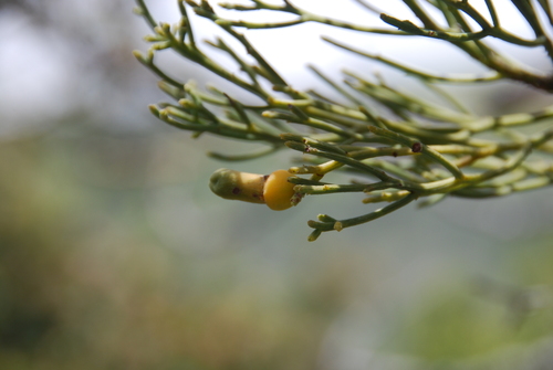 Exocarpos luteolus