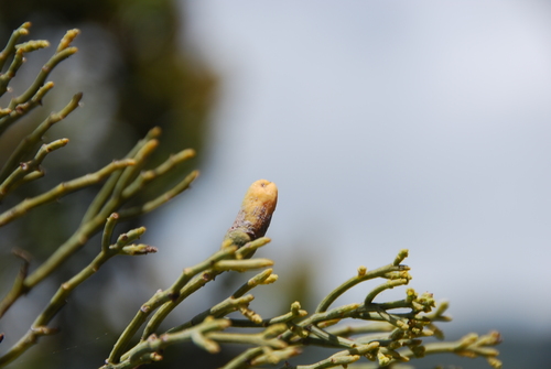 Exocarpos luteolus