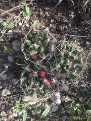 Escobaria missouriensis