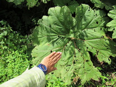 Gunnera mexicana