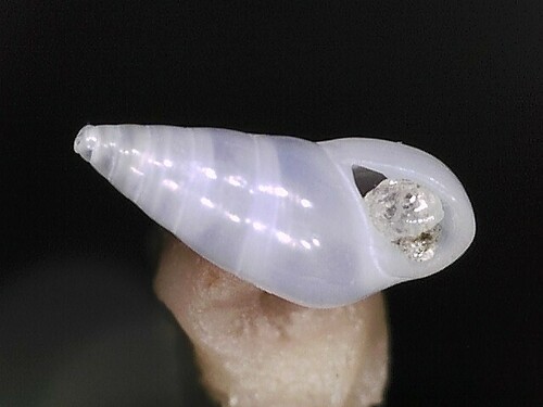 Zebina browniana observed 2022-07-13