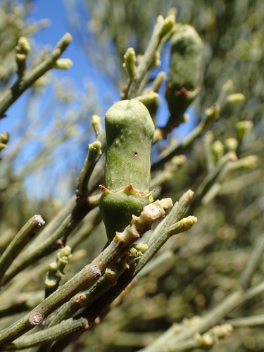 Exocarpos luteolus