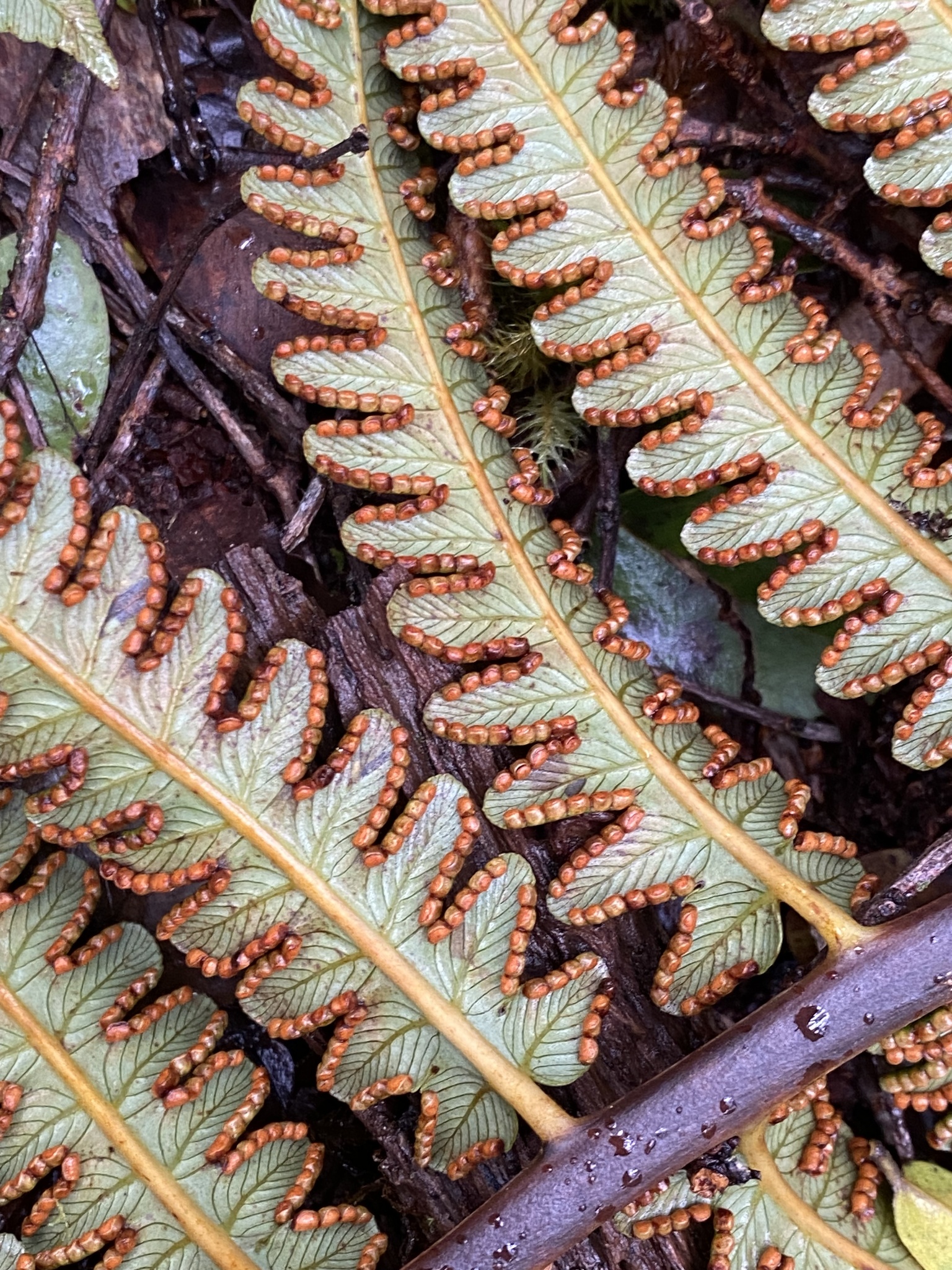 Cibotiaceae