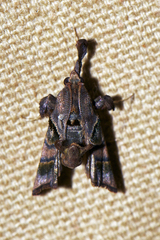Sacada