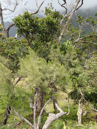 Exocarpos luteolus