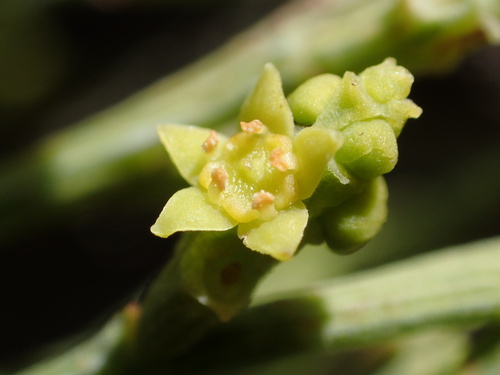 Exocarpos luteolus