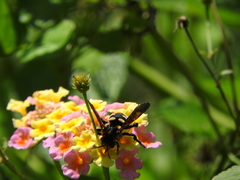 Brachymelecta interrupta