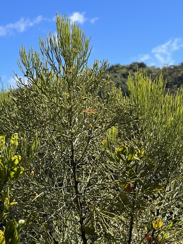 Exocarpos luteolus