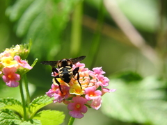 Brachymelecta interrupta