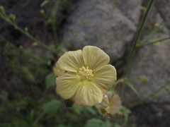 Anoda abutiloides