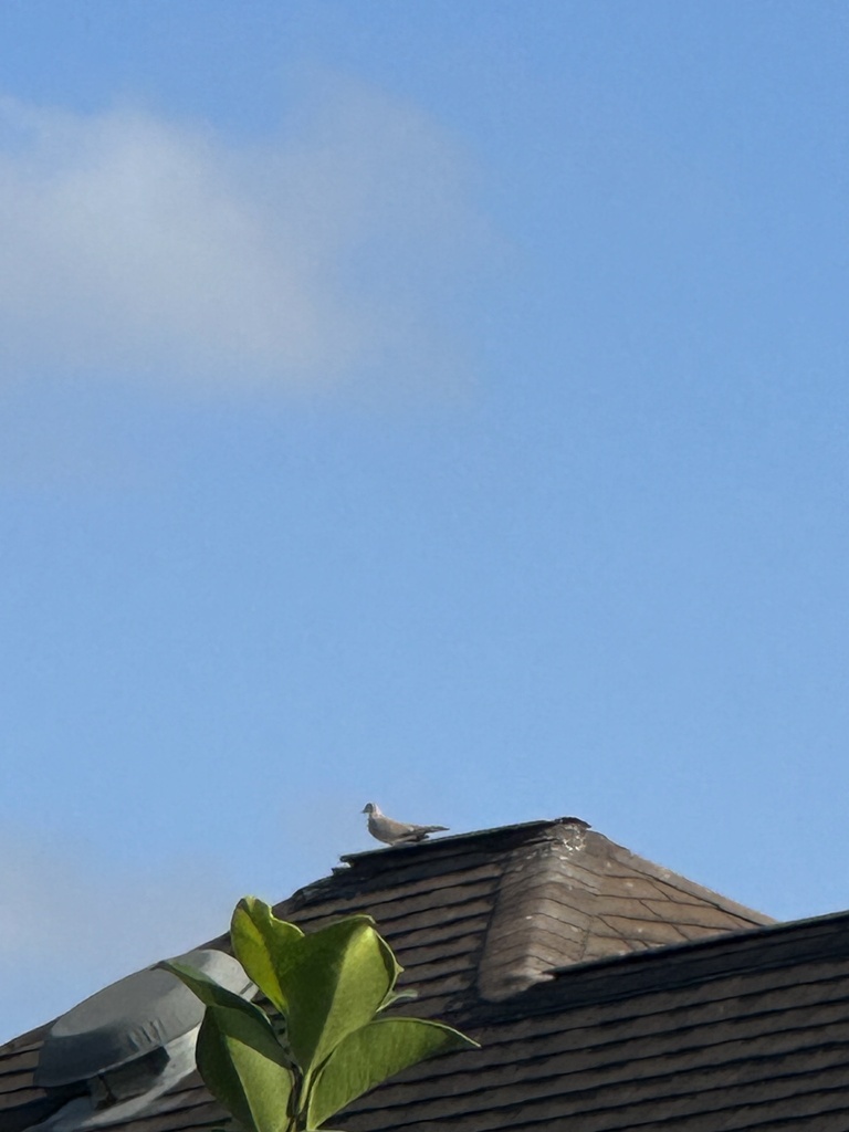 Eurasian CollaredDove from Sapphire St, Edinburg, TX, US on March 13, 2023 at 0541 PM by
