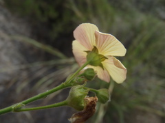 Anoda abutiloides