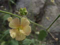 Anoda abutiloides