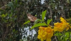 Hypna clytemnestra huebneri
