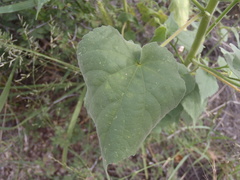 Anoda abutiloides