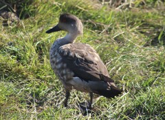 Crested Duck photo 5