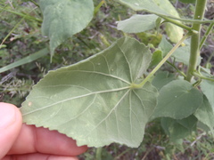 Anoda abutiloides