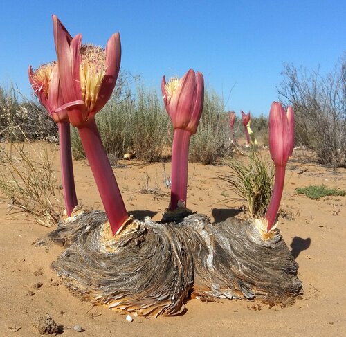 Boophone haemanthoides F.M.Leight.