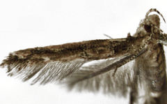 Pyroderces aellotricha